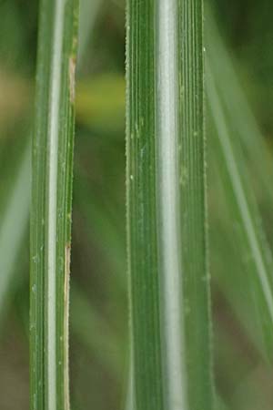 Miscanthus sinensis \ Chinaschilf, Elefanten-Gras / Chinese Silver Grass, Japanese Silver Grass, D Mannheim 16.9.2022