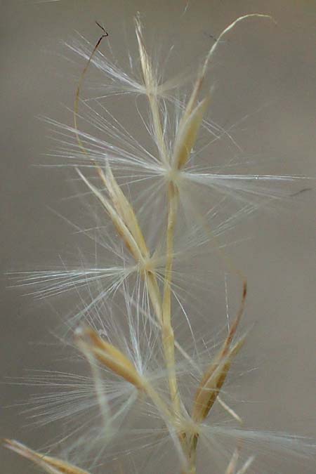 Miscanthus sinensis \ Chinaschilf, Elefanten-Gras / Chinese Silver Grass, Japanese Silver Grass, D Mannheim 16.9.2022