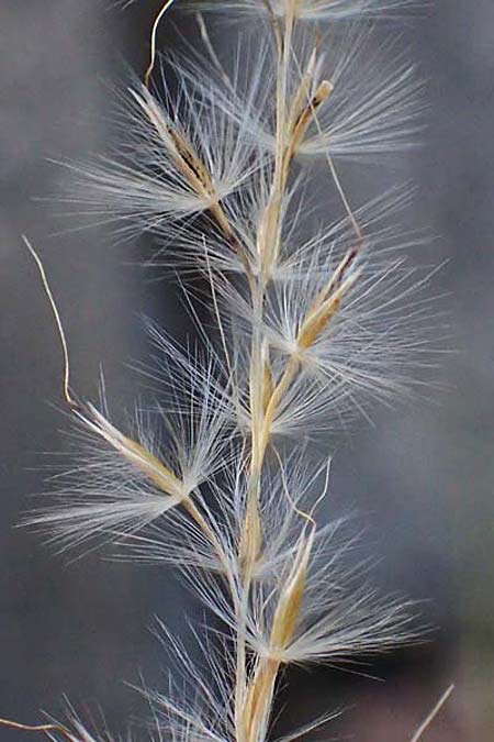 Miscanthus sinensis \ Chinaschilf, Elefanten-Gras / Chinese Silver Grass, Japanese Silver Grass, D Mannheim 23.11.2022