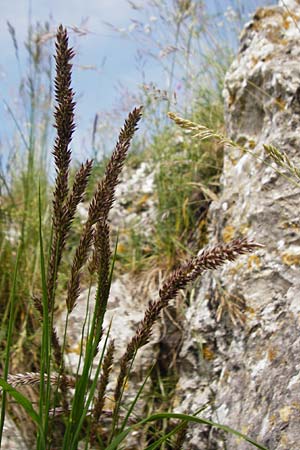 Melica transsilvanica \ Siebenbrgen-Perlgras / Transsilvanian Melick, D Möttingen-Lierheim 2.6.2015