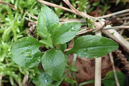 Moehringia trinervia \ Wald-Nabelmiere, D Reilingen 19.2.2016