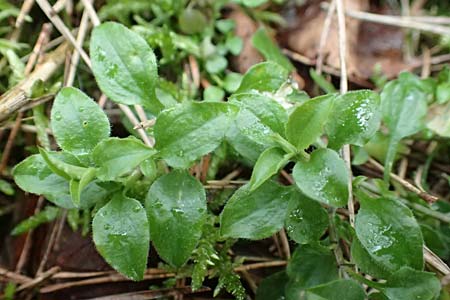 Moehringia trinervia \ Wald-Nabelmiere / Three-Nerved Sandwort, D Reilingen 19.2.2016