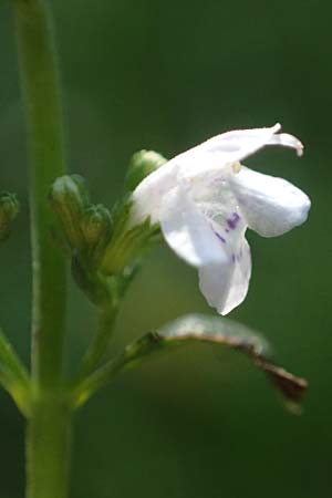 Micromeria thymifolia \ Balkan-Steinminze, Schein-Quendel, D Weinheim an der Bergstraße, Botan. Gar.  Hermannshof 9.10.2022