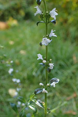 Micromeria thymifolia \ Balkan-Steinminze, Schein-Quendel, D Weinheim an der Bergstraße, Botan. Gar.  Hermannshof 9.10.2022