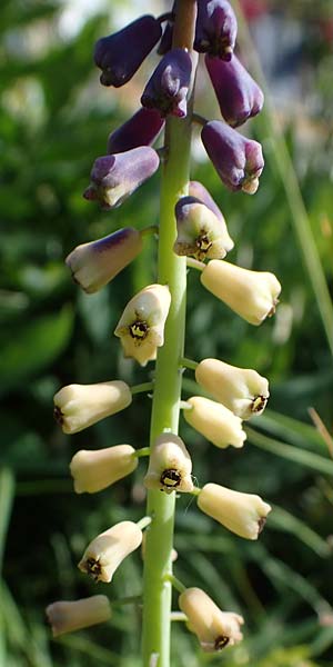 Muscari tenuiflorum \ Schmalbltige Traubenhyazinthe / Slender Grape Hyacinth, D  2.6.2023