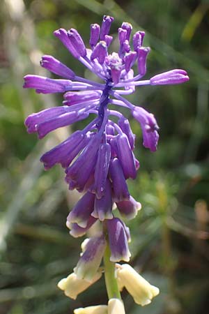 Muscari tenuiflorum / Slender Grape Hyacinth, D Thüringen, Kölleda 15.6.2023