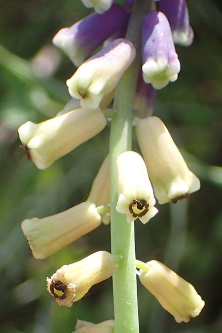 Muscari tenuiflorum \ Schmalbltige Traubenhyazinthe / Slender Grape Hyacinth, D Thüringen, Kölleda 15.6.2023