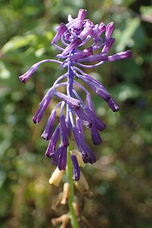 Muscari tenuiflorum \ Schmalbltige Traubenhyazinthe / Slender Grape Hyacinth, D Thüringen, Kölleda 15.6.2023