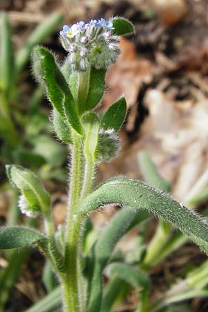 Myosotis arvensis subsp. umbrata \ Schatten-Vergissmeinnicht / Common Forget-me-not, D Mannheim 28.4.2015