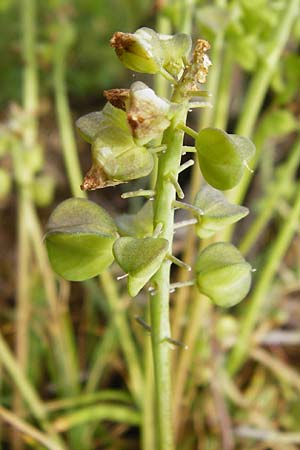 Muscari armeniacum \ Armenische Traubenhyazinthe, D Östringen-Eichelberg 5.5.2015