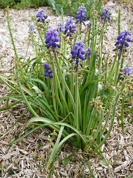 Muscari armeniacum / Armenian Grape Hyacinth, D Östringen-Eichelberg 5.5.2015