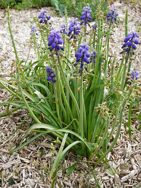 Muscari armeniacum \ Armenische Traubenhyazinthe / Armenian Grape Hyacinth, D Östringen-Eichelberg 5.5.2015