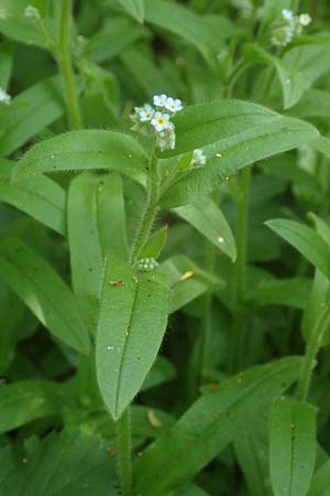 Myosotis arvensis subsp. umbrata \ Schatten-Vergissmeinnicht / Common Forget-me-not, D Xanten 24.4.2019