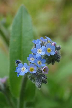 Myosotis arvensis subsp. umbrata \ Schatten-Vergissmeinnicht / Common Forget-me-not, D Höpfingen 20.5.2023