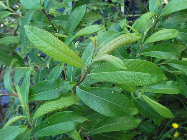 Salix myrsinifolia x viminalis \ Weiden-Hybride / Hybrid Willow, D Villingen-Schwenningen 18.5.2007