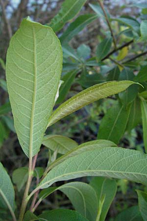 Salix myrsinifolia x viminalis \ Weiden-Hybride / Hybrid Willow, D Villingen-Schwenningen 18.5.2007