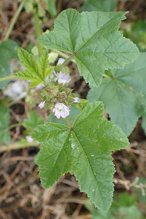 Malva verticillata \ Quirl-Malve, D Hemsbach 10.11.2018