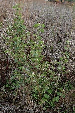 Malva verticillata \ Quirl-Malve, D Hemsbach 10.11.2018