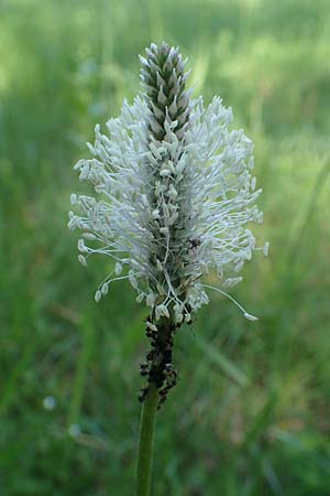 Plantago media \ Mittlerer Wegerich / Hoary Plantain, D Ketsch 21.5.2020