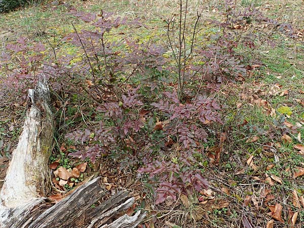 Mahonia x wagneri / Wagner's Oregon Grape, D Viernheim 22.2.2022