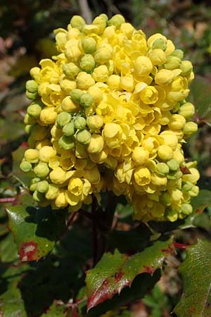 Mahonia x wagneri \ Wagners Mahonie, D Viernheim 28.3.2022