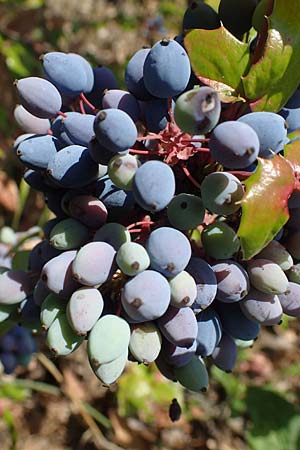 Mahonia x wagneri / Wagner's Oregon Grape, D Viernheim 16.6.2022