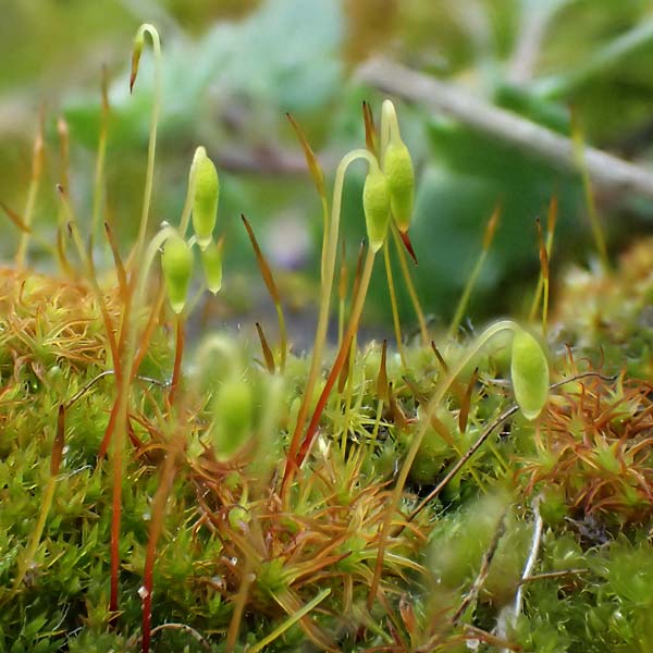 Grimmia trichophylla ? \ Haarblttriges Kissenmoos / Grimmia Dry Rock Moss, D Wachenheim 5.2.2022