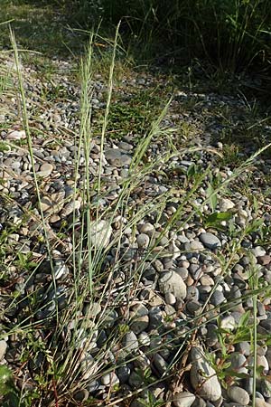 Festuca myuros \ Museschwanz-Federschwingel, Gewhnlicher Federschwingel, D Hartheim 5.6.2018