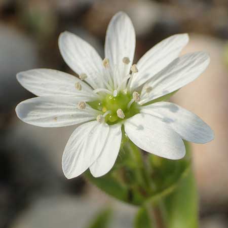 Stellaria aquatica \ Wassermiere, Wasserdarm, D Pfalz, Speyer 19.10.2018