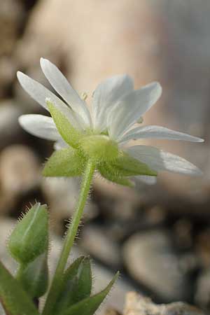 Stellaria aquatica \ Wassermiere, Wasserdarm / Water Checkweed, D Pfalz, Speyer 19.10.2018