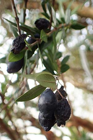 Myrtus communis / Myrtle, D Weinheim an der Bergstraße, Botan. Gar.  Hermannshof 13.2.2019