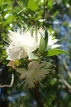 Myrtus communis \ Myrte, D Weinheim an der Bergstraße, Botan. Gar.  Hermannshof 23.7.2019