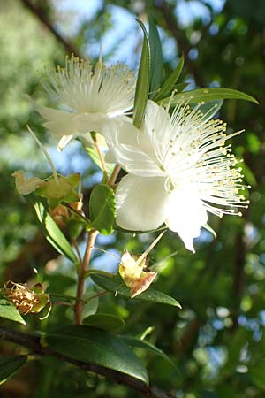 Myrtus communis \ Myrte, D Weinheim an der Bergstraße, Botan. Gar.  Hermannshof 23.7.2019