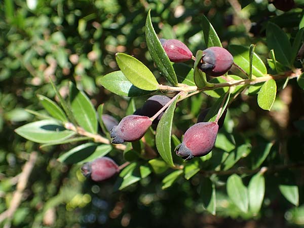 Myrtus communis \ Myrte / Myrtle, D Weinheim an der Bergstraße, Botan. Gar.  Hermannshof 10.10.2021