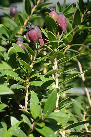 Myrtus communis \ Myrte / Myrtle, D Weinheim an der Bergstraße, Botan. Gar.  Hermannshof 10.10.2021