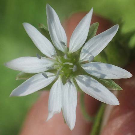 Stellaria aquatica \ Wassermiere, Wasserdarm, D Ludwigshafen 1.9.2022