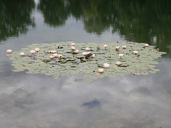 Nymphaea alba \ Weie Seerose / White Water-Lily, D Groß-Gerau 15.7.2017