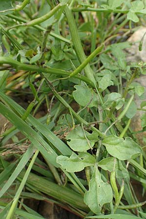 Nasturtium microphyllum ? / Water Cress, D Waltrop 14.6.2018