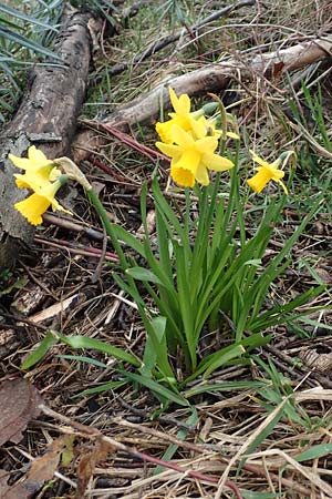 Narcissus x cyclazetta \ Zwerg-Osterglocke, D Laudenbach 3.3.2020