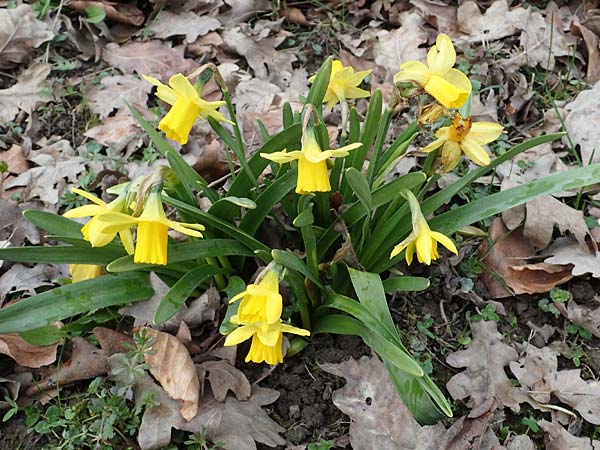 Narcissus x cyclazetta / Daffodil tete-a-tete, D Ludwigshafen 18.3.2021