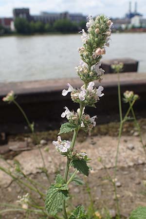 Nepeta cataria \ Echte Katzenminze / Catnip, D Mannheim 10.7.2021