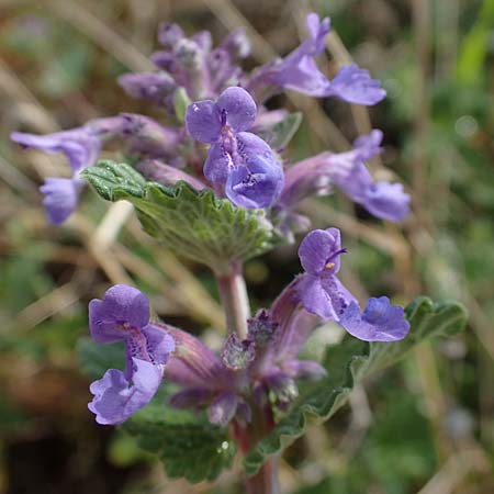 Nepeta x faassenii / Catmint, D Mannheim 26.4.2022