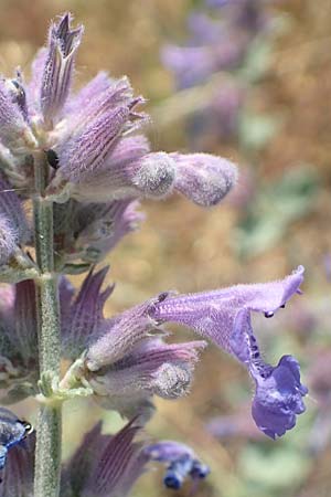 Nepeta x faassenii / Catmint, D Mannheim 10.5.2020