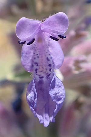 Nepeta x faassenii / Catmint, D Mannheim 10.5.2020