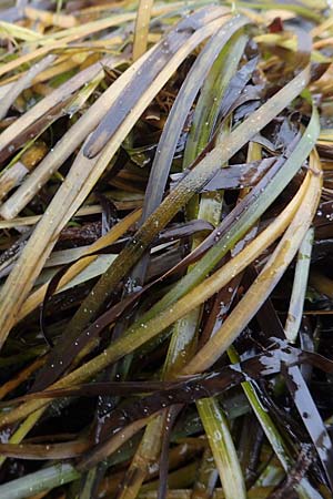 Zostera marina / Eelgrass, D Heiligenhafen 17.9.2021