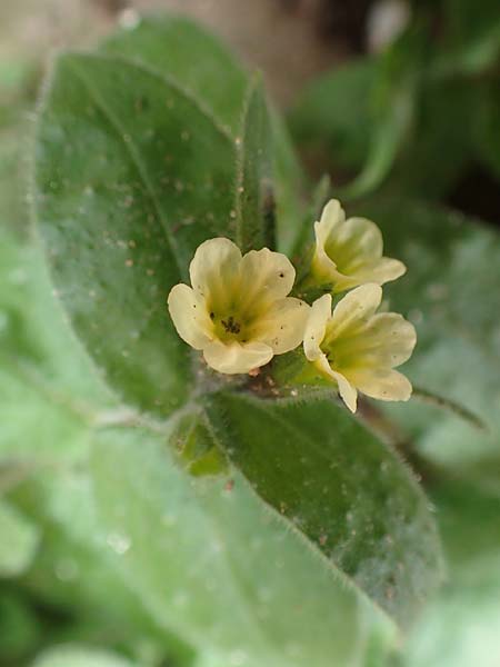 Nonea lutea \ Gelbes Mnchskraut / Yellow Monk's-Wort, D Heidelberg 23.3.2017