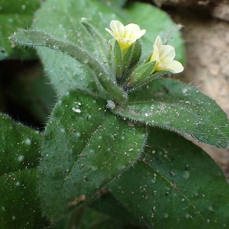 Nonea lutea \ Gelbes Mnchskraut, D Heidelberg 23.3.2017