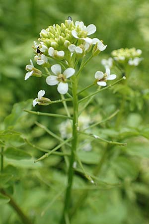 Nasturtium officinale \ Echte Brunnenkresse / Water Cress, D Almequellen bei/near Brilon 15.6.2018