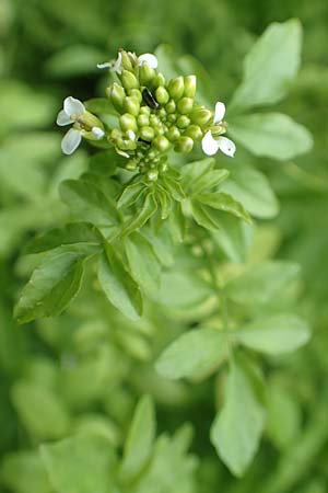 Nasturtium officinale \ Echte Brunnenkresse / Water Cress, D Almequellen bei/near Brilon 15.6.2018