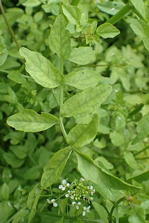 Nasturtium officinale \ Echte Brunnenkresse, D Almequellen bei Brilon 15.6.2018